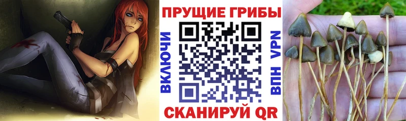 хочу наркоту  Ковров  Псилоцибиновые грибы GOLDEN TEACHER 